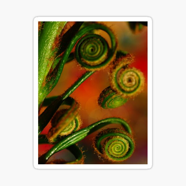 Spirals Sticker