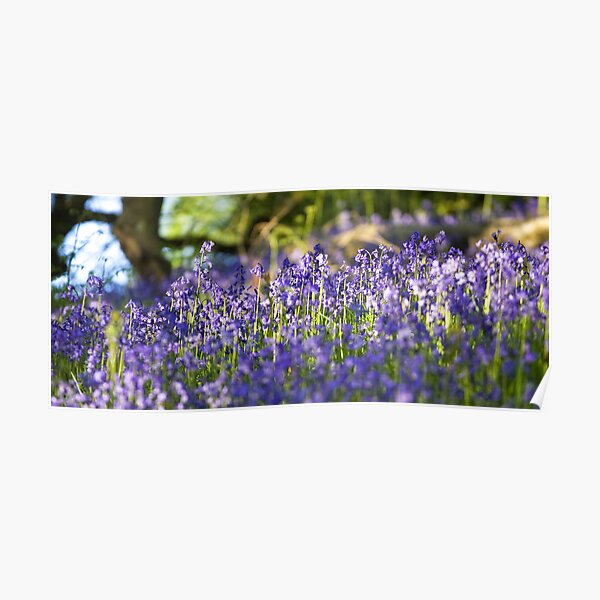 Bluebells Poster
