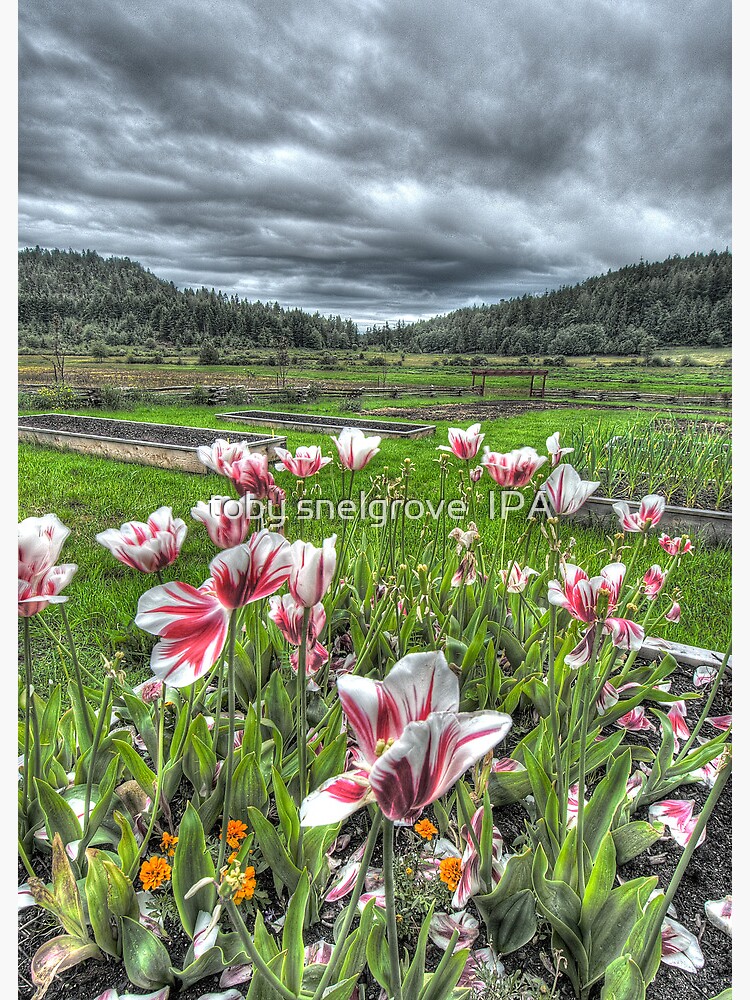 Spring on Punch's Farm by tobysnelgrove
