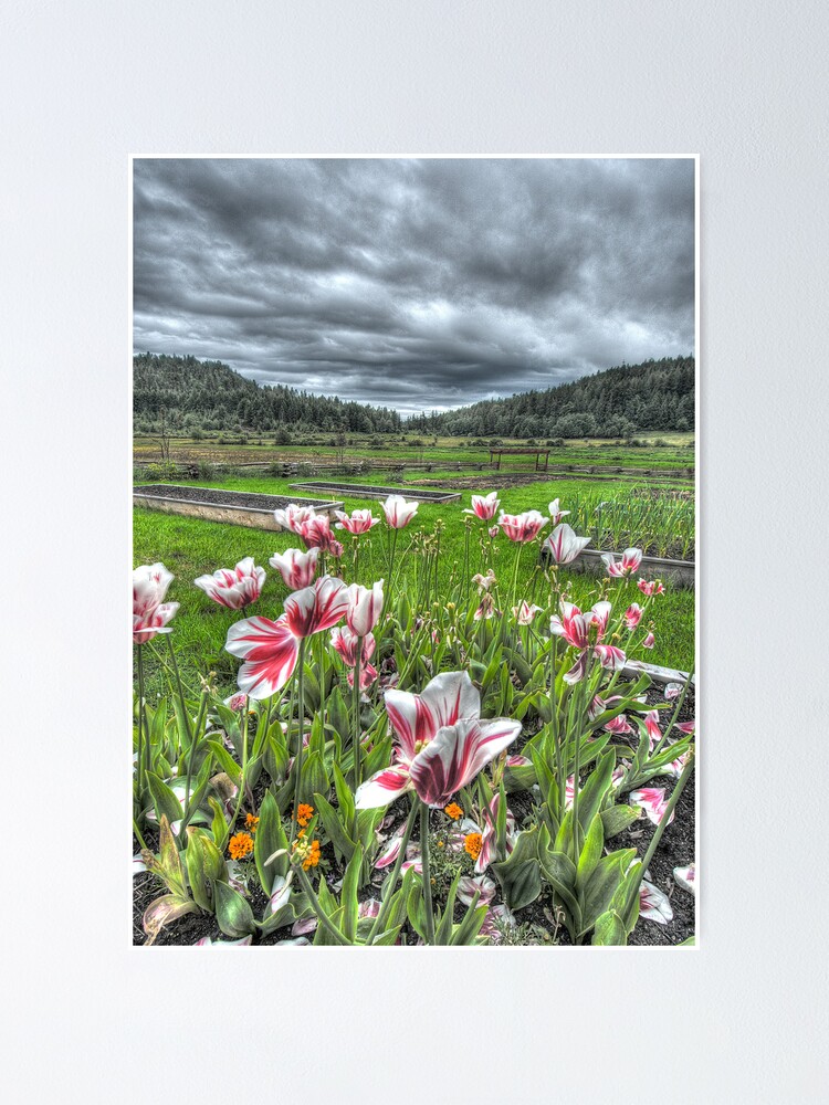 Alternate view of Spring on Punch's Farm Poster