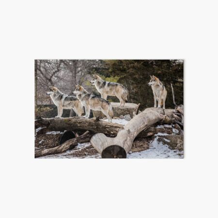 The Pack Art Board Print