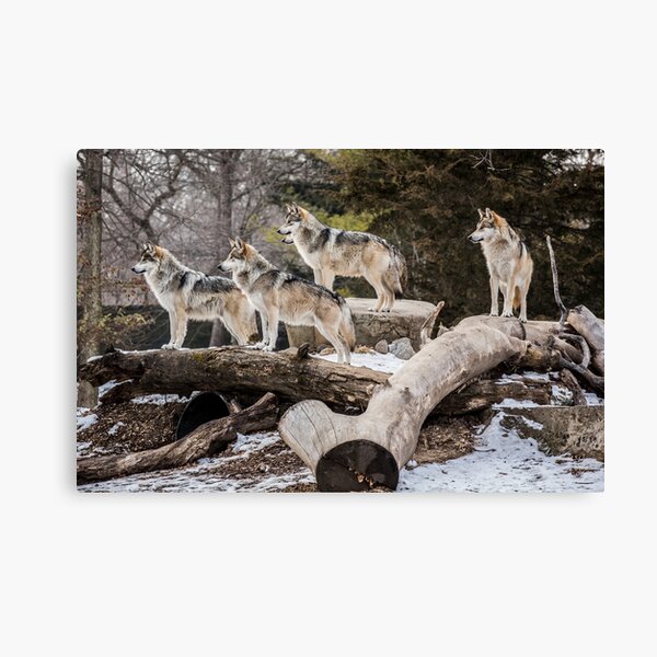 The Pack Canvas Print