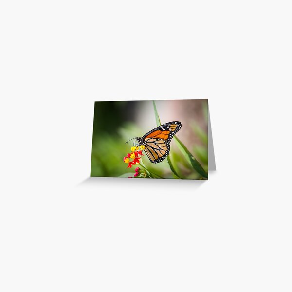 Summer Colors Greeting Card
