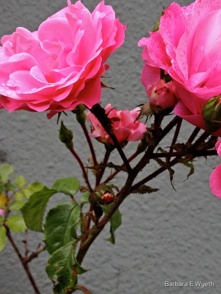 Thumbnail 5 of 5, iPhone Case, Sidewalk Roses designed and sold by bEdie.