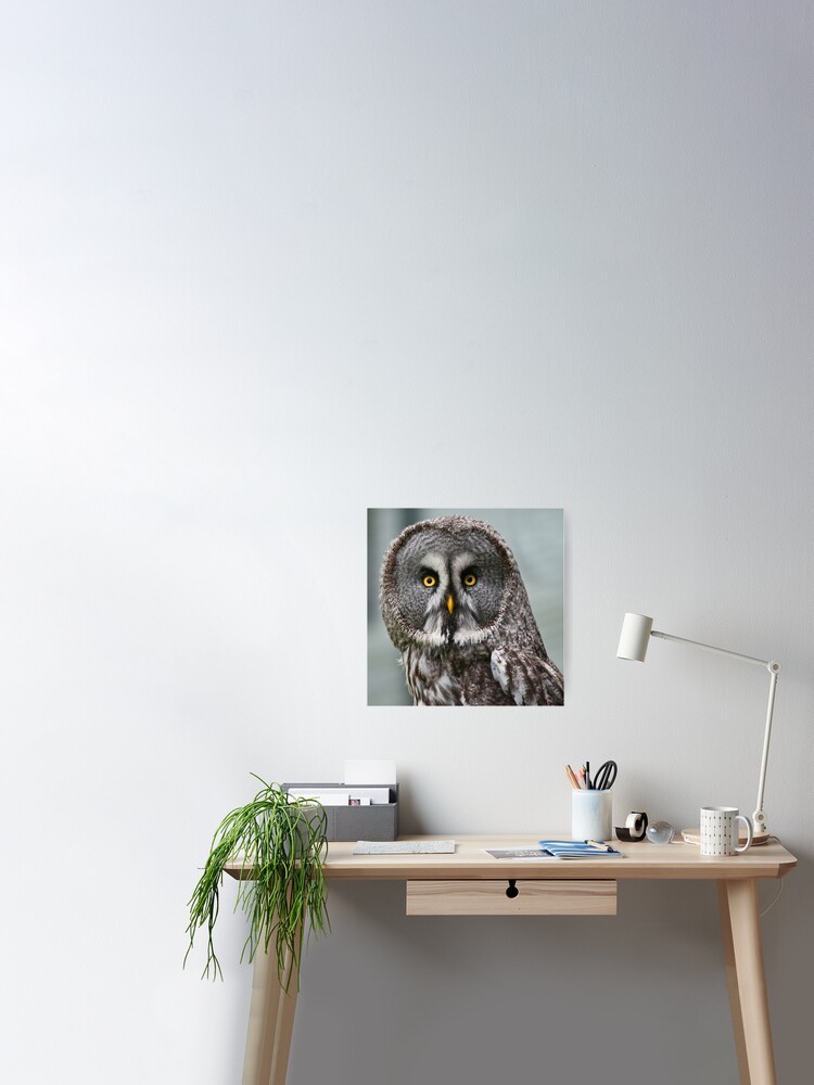 Great Grey Owl Strix Nebulosa Poster Von Stevesimages1 Redbubble