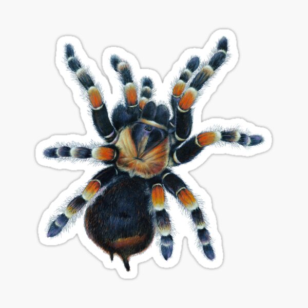 Item preview, Tarantula  designed and sold by Salmoneggs.
