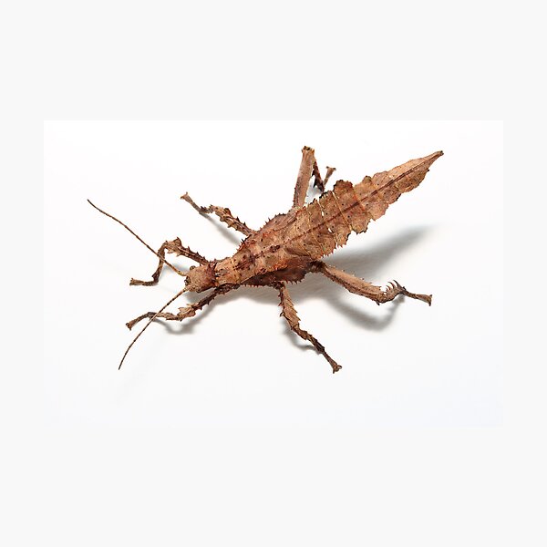 stick insect on white birds eye view Photographic Print