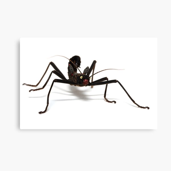 stick insect Canvas Print