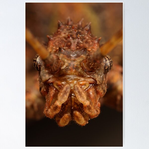Item preview, stick insect 3X designed and sold by Scott Thompson.