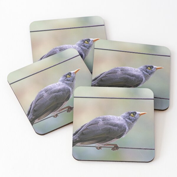 Item preview,  © Noisy miner designed and sold by GeoPipics.