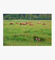 Buffet Photographic Print