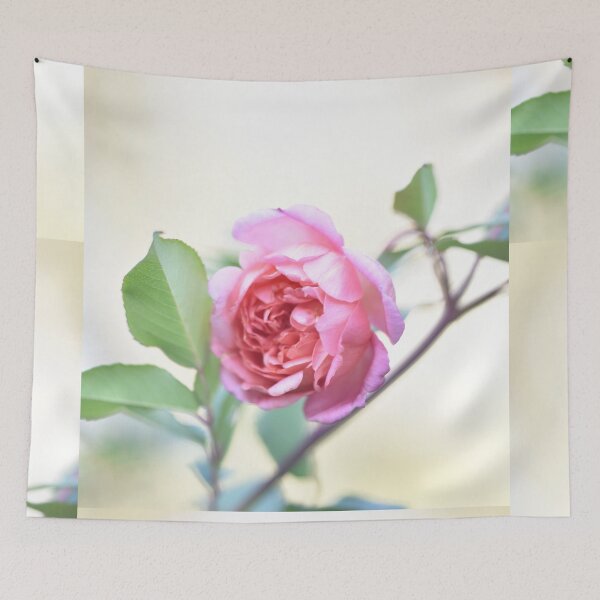Item preview, Comtesse Du Cayla,  France 1902 - David Austin Rose designed and sold by imaginethis.