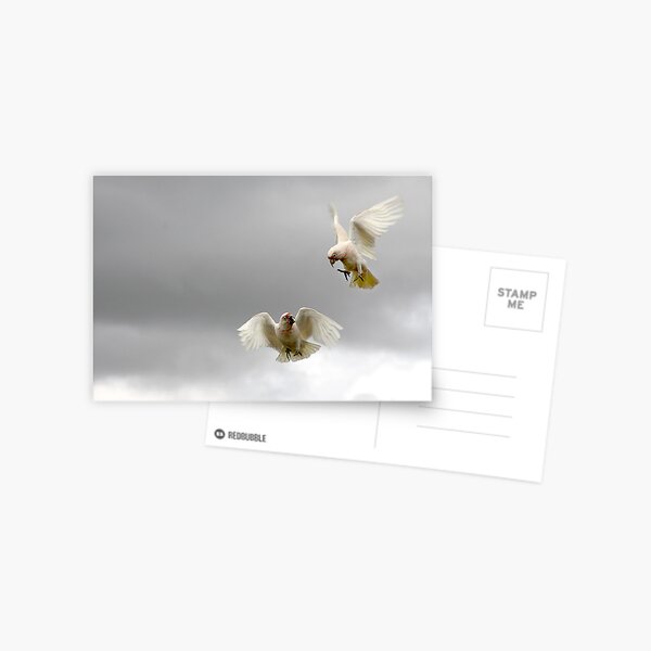 The Corella Olympics Postcard