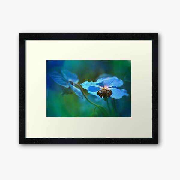 Blue Poppy Framed Art Print