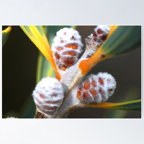 Item preview, Hakea cinerea designed and sold by andrachne.