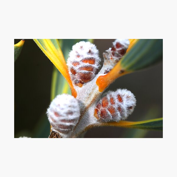 Item preview, Hakea cinerea designed and sold by andrachne.