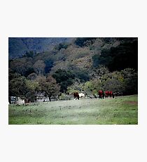Grazing at the Edge Photographic Print