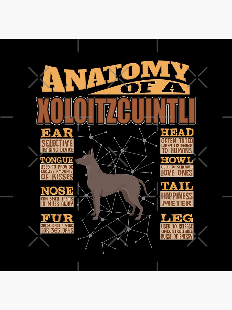 Anatomy Of A Xoloitzcuintli - Funny Xoloitzcuintli Design by dog-gifts