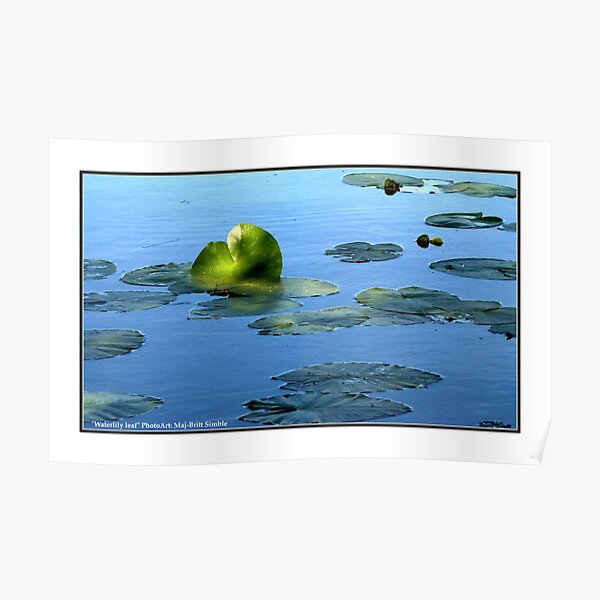 "Waterlily Leaf" Poster