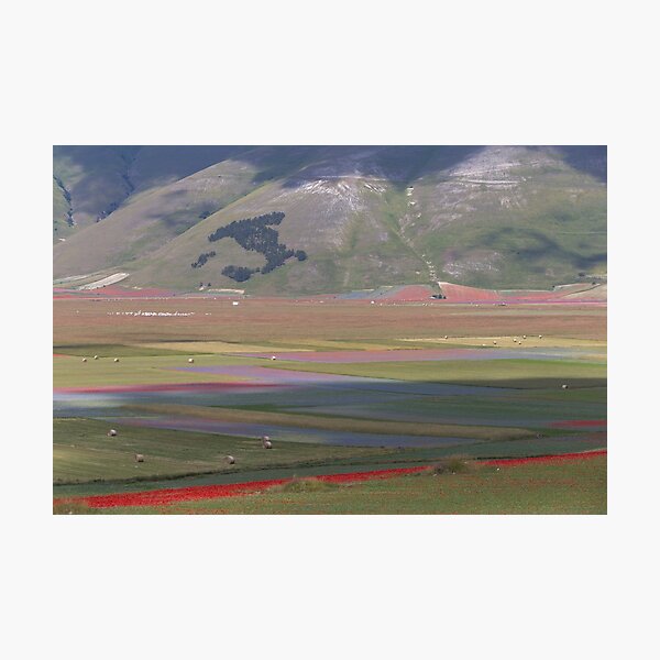 The flowering of Castelluccio Photographic Print