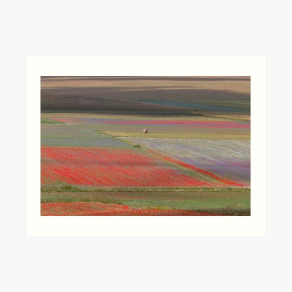 The flowering of Castelluccio Art Print