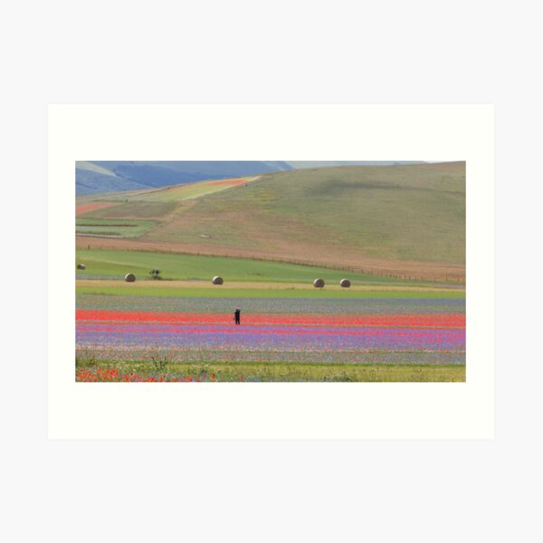 The flowering of Castelluccio Art Print