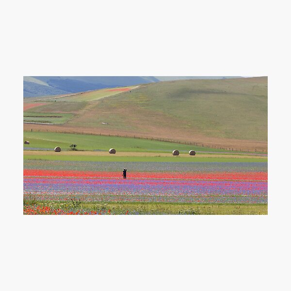 The flowering of Castelluccio Photographic Print