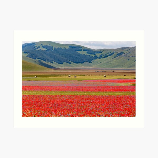 The flowering of castelluccio Art Print