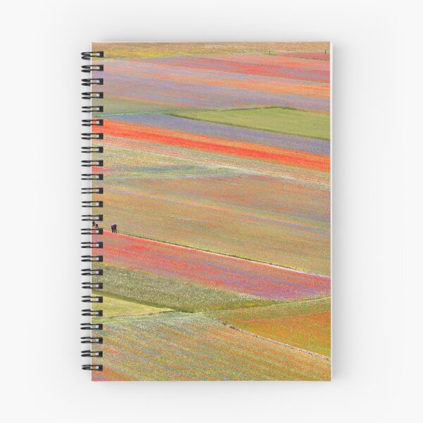 Item preview, The flowering of Castelluccio designed and sold by pietrofoto.