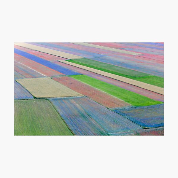 The flowering of Castelluccio Photographic Print
