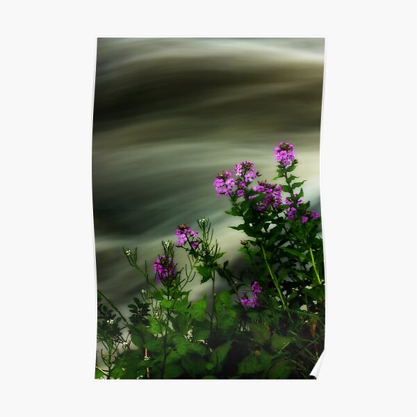 Flowers Over Mill Creek Poster