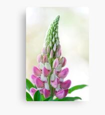 Lupin Canvas Print