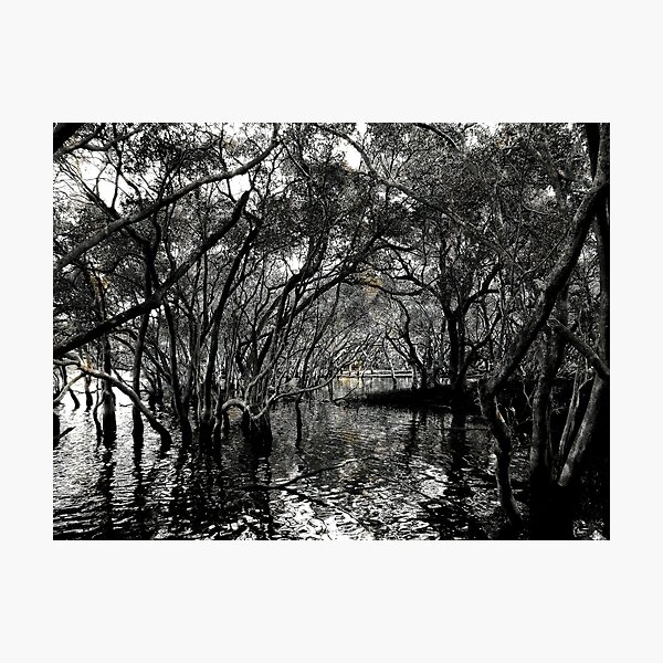 Mangrove Swamp Photographic Print