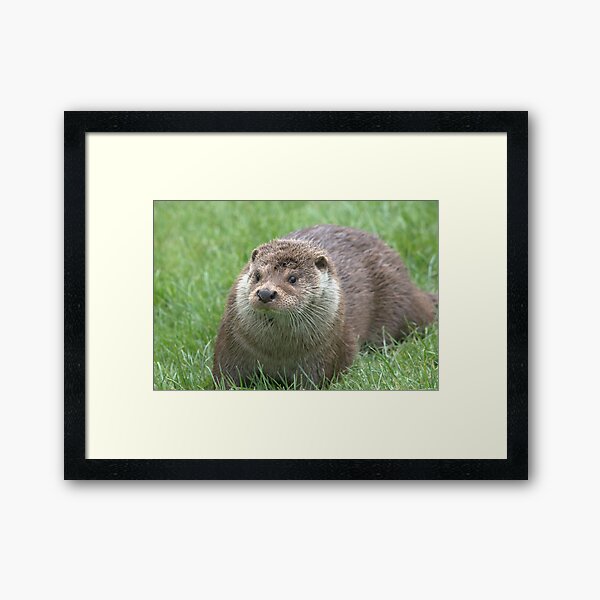 Item preview, European otter designed and sold by Grandalf.