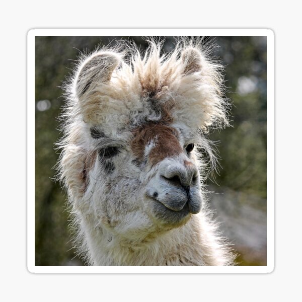 Sleepy Camel Sticker