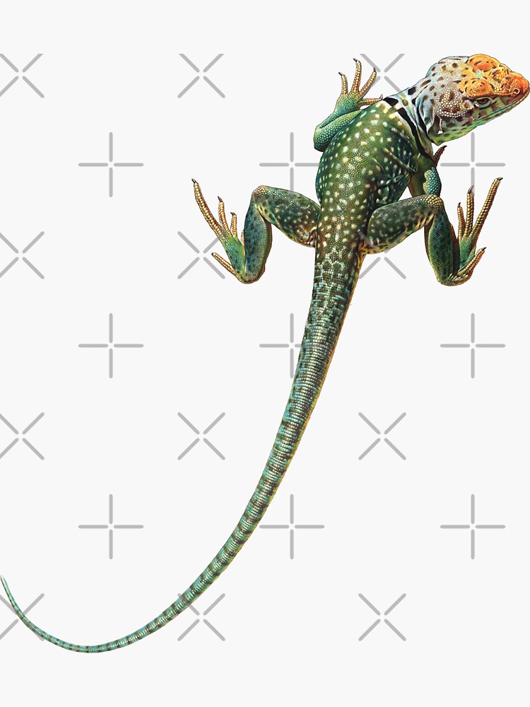 Thumbnail 3 of 3, Sticker, Collared Lizard designed and sold by Salmoneggs.