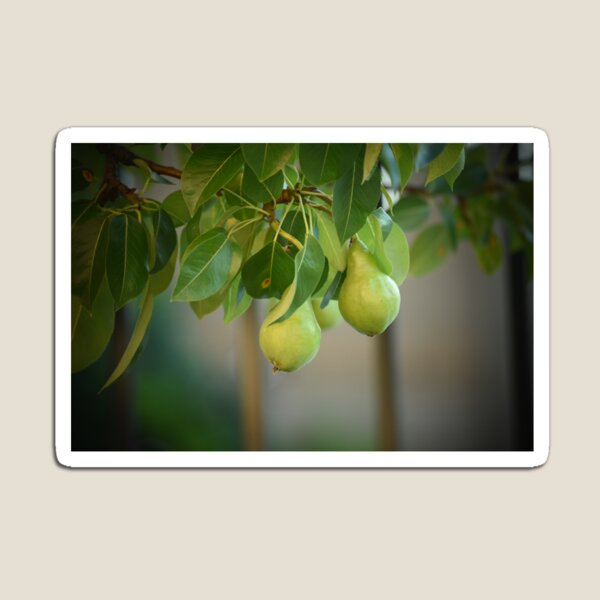 Item preview, Pears designed and sold by theartsyeq.