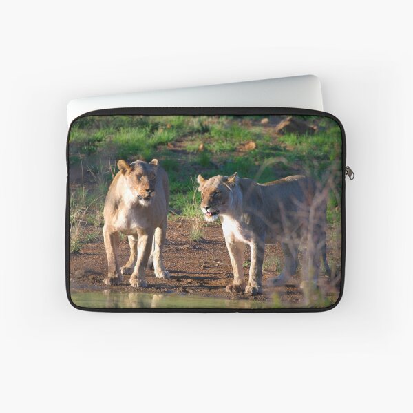 Item preview, And the Buffalo said to the Giraffe... Lionesses chatting at the watering hole designed and sold by Totallyalive.