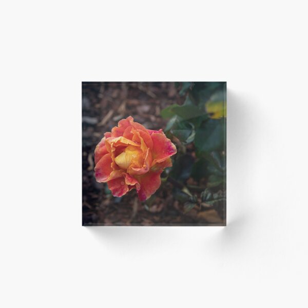 Item preview, Rose late bloom designed and sold by crissyimagery.