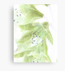 May Flowers Canvas Print