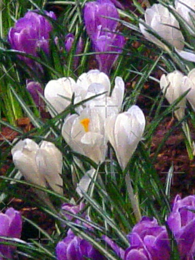 Thumbnail 4 of 4, Samsung Galaxy Phone Case, Spring Crocuses designed and sold by RuthFurtado.