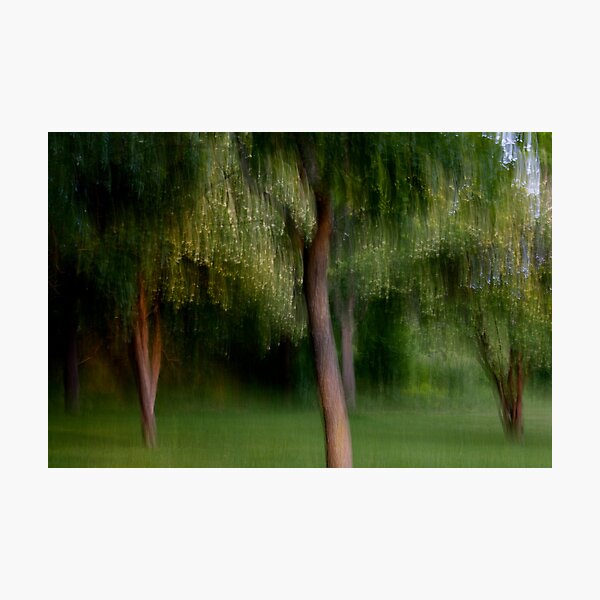 The Park at Dusk Photographic Print