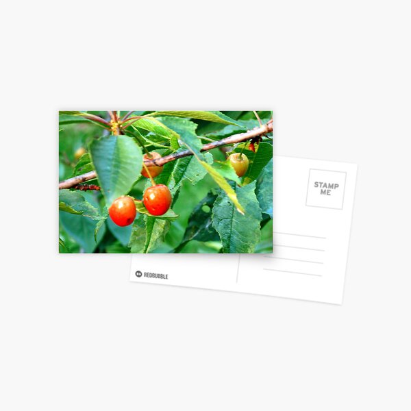 Shining Promises Postcard