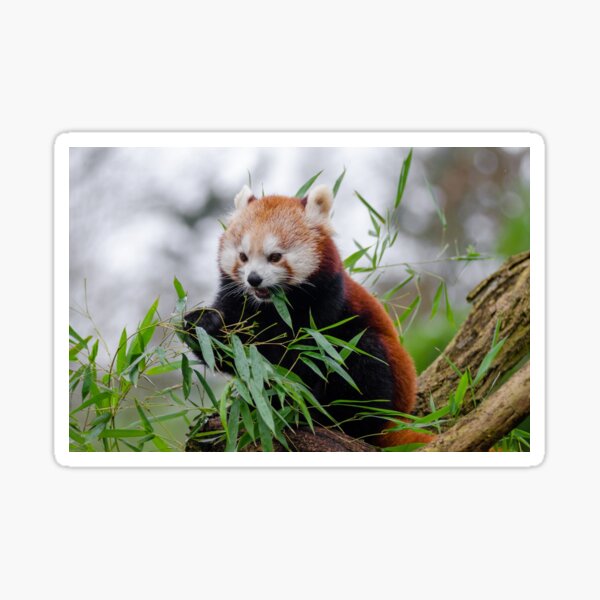 Item preview, Red Panda designed and sold by kawaii-store.