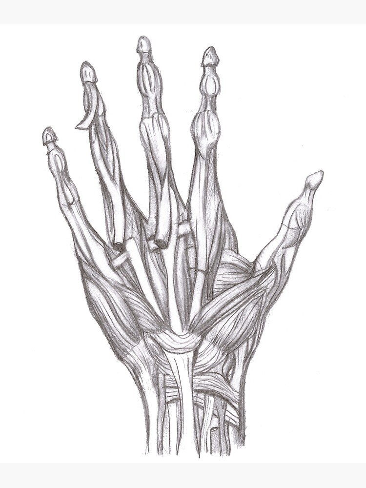 human hand anatomy drawing