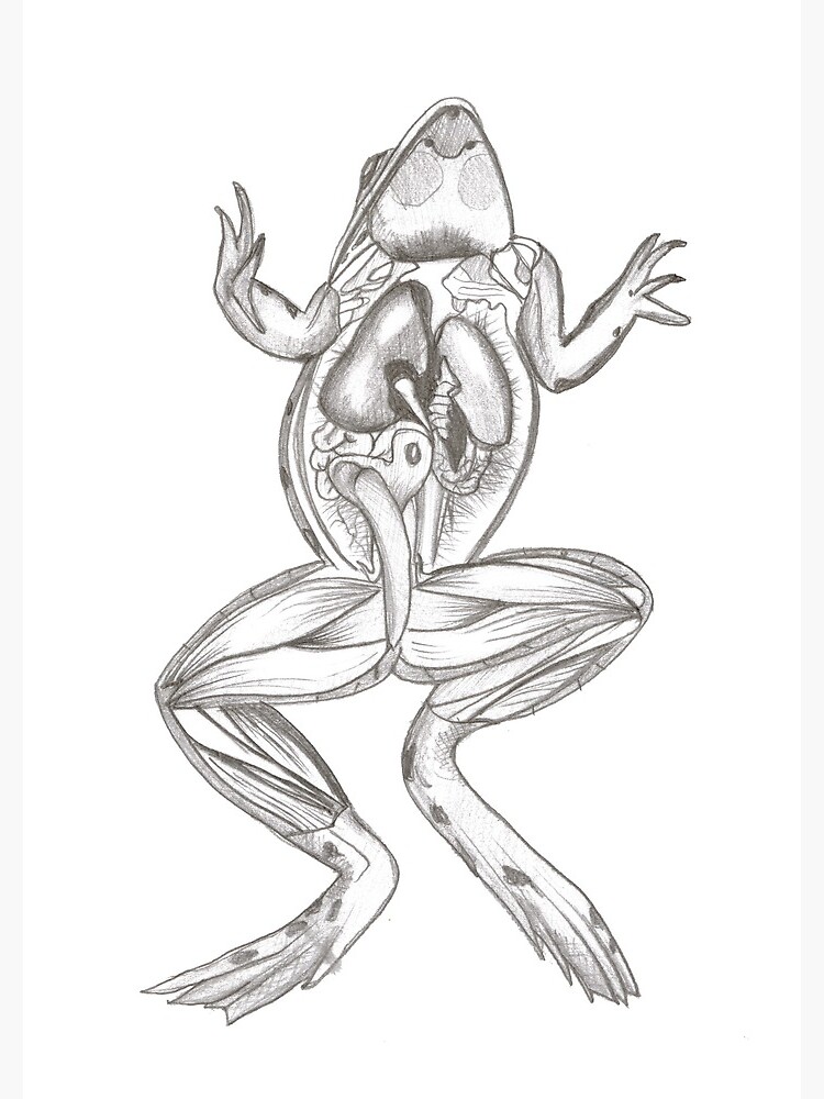 Anatomy Of A Frog Anatomy Book