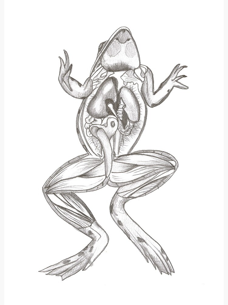Frog Body Anatomy Art Board Print for Sale by HighArtDesigns