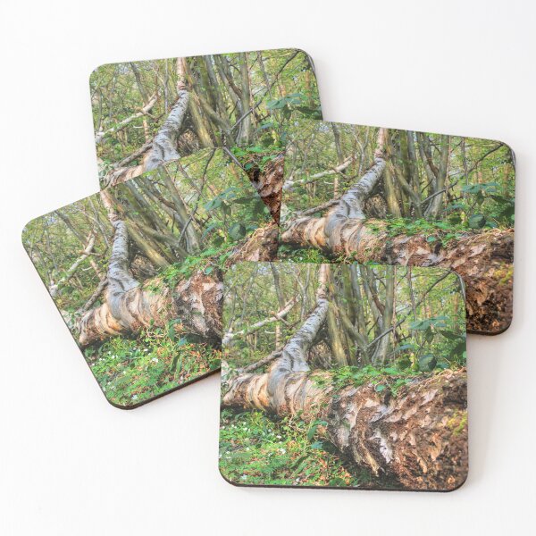 Item preview, Fallen Birch designed and sold by Vicki Spindler (VHS Photography).