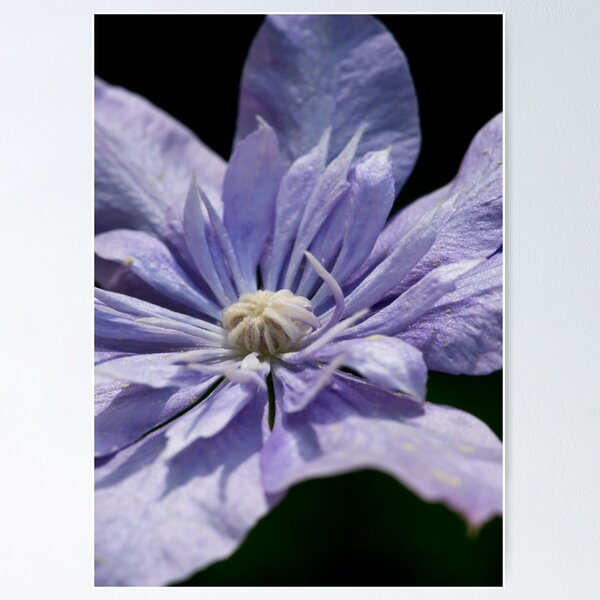 Item preview, Young Blue Light Clematis designed and sold by Edward Myers.