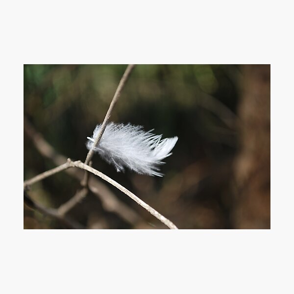 Feather in the Bush Photographic Print